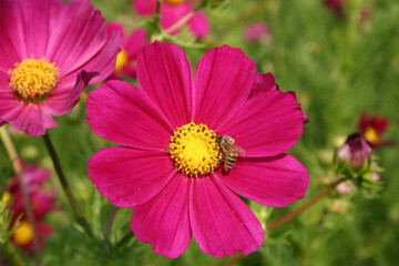 red cosmo with honey bee