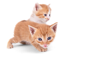 Two ginger kittens  isolated on white background. Looks into the camera. The kitten is walking...