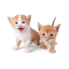 Two ginger kittens  isolated on white background. Looks into the camera. The kitten is walking forward. Striped kitten. Blue eyes. Kitten hiss