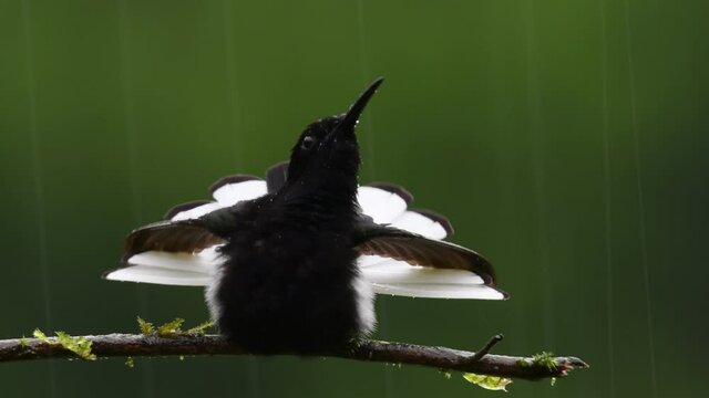 beija-flor-preto (Florisuga fusca) - Black Jacobin