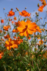 Sulphur Cosmos seed production fields
