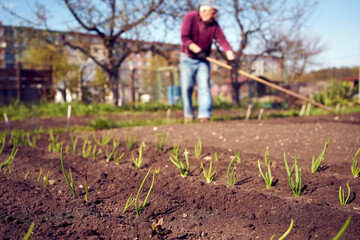 Young onion seedlings in a garden bed in spring, with a gardener working in the background