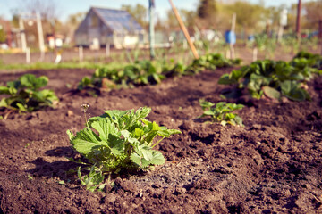 Young strawberry plants growing in soil in a garden in spring