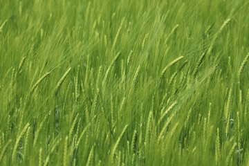 Fototapeta na wymiar spring fresh field full of green grain
