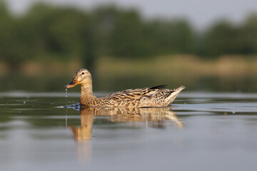 female mallard or wild duck (Anas platyrhynchos) in water
