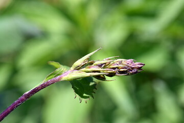 Knospe eines Sibirischen Goldkolbens