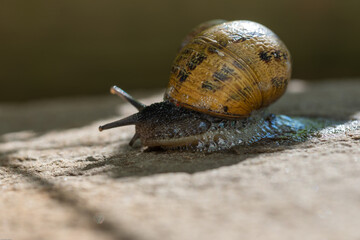 Schnecke mit Schneckenhaus tummelt sich im Garten