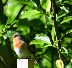 Ein Rotkehlchen bei einem Besuch im Garten