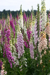 Foxglove seed production fields
