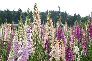 Foxglove seed production fields © Angela