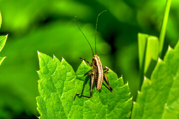 grasshopper on a leaf