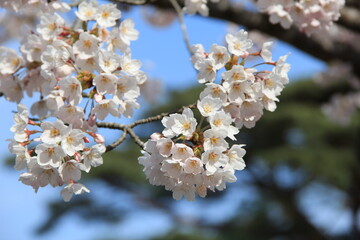 ソメイヨシノ(桜)の花