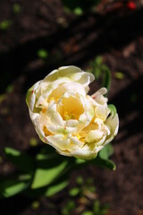 white rose flower
