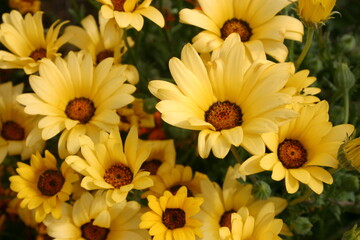African Daisies