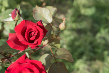 lovely red rose blossom in the green summer garden floral close-up
