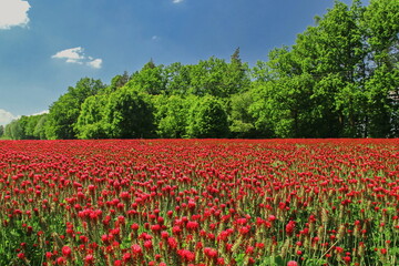 Trifolium incarnatum - crimson clover - Italian clover