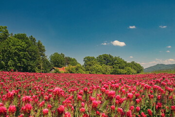 Trifolium incarnatum - crimson clover - Italian clover
