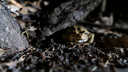 ウシガエル（牛蛙）