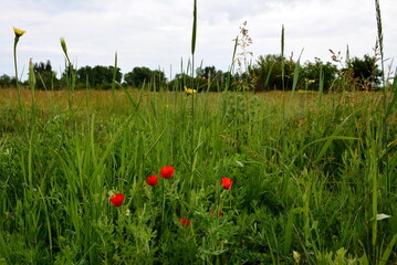 The blooming red poppies among the summer field grasses.