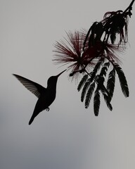 illustration of an wings