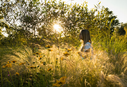 Portrait of young attractive woman laying in the field at sunset. Coreopsis grandiflora yellow flowers and Stipa ornamental grasses in the park.