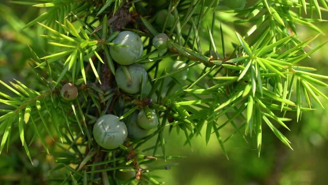 Unripe Common Juniper in slight breeze (Juniperus communis) - (4K)