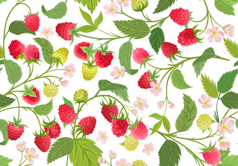 Watercolor raspberry seamless pattern. Summer berries, fruits, leaves, flowers background