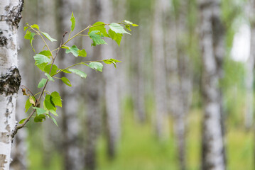 Ecological, natural background composed of black and white birch trees with green leaves.  Blurred, selective focus and unsharp elements.