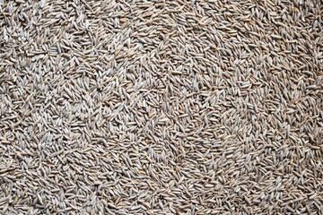 Raw whole dried Cumin seeds