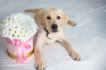 fawn labrador with a box of flowers on a white background
