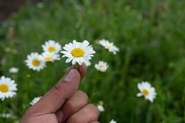 chamomile in man hand nature background