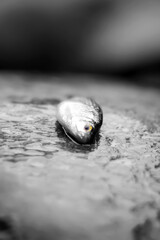 pez, pececillo, peces pez de colores,