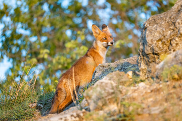 Portrait red fox cub Vulpes vulpes in the wild