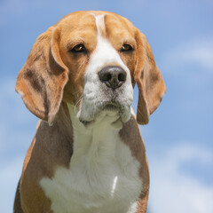beagle dog portrait