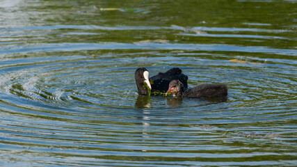 Mother Eurasian Coot Fulica atra feeding her chick
