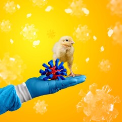 Chicken.