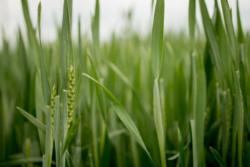 Fototapeta na wymiar Ripening ears of meadow wheat field. Rich harvest Concept. Ears of green wheat close up.