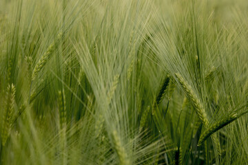 Ripening ears of meadow wheat field. Rich harvest Concept. Ears of green wheat close up.