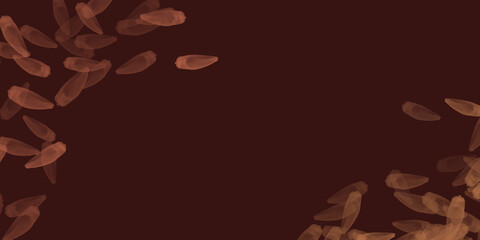 Pinhão, pine seed, fruit of the Araucaria tree (Pinheiro do Paraná) Traditional winter food in southern Brazil.