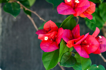 Red bougainvillea blooms in a summer park.