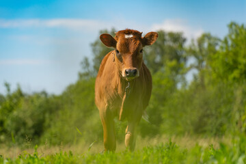young calf grazing on a green meadow, under the open sky