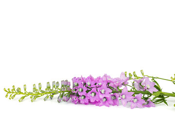 Inflorescence of pink delphinium flowers, lat. Larkspur, isolated on white background