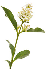Inflorescence of privet, lat. Ligustrum, isolated on white background