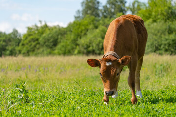 the calf eats green grass, outside