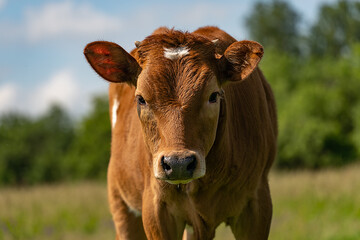 Naklejka na ściany i meble portrait of a young calf, against the background of a green meadow, close-up, selective focus