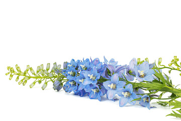 Inflorescence of blue delphinium flowers, lat. Larkspur, isolated on white background