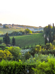 Fototapeta premium landscape with vineyard