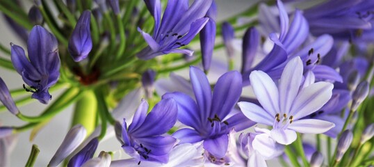 Macro photo of purple Agapanthus flowers