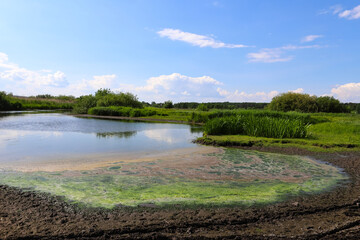 Pollution of rivers
Blue-green algae cover the surface of the flowering water river with a film along the coast. Pollution of river waters. Environmental problems.