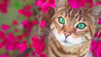 Top-down portrait of Bengal cat in the garden sitting in the bush of pink bougainvillea flowers looking up